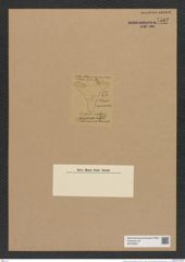 Triceratium coniferum Brightw. (de-Toni-Nr.: Genus 140) Zeichnungen Sammlung Grunow Nr. 7502 (NHMW-BOT-W0376627)